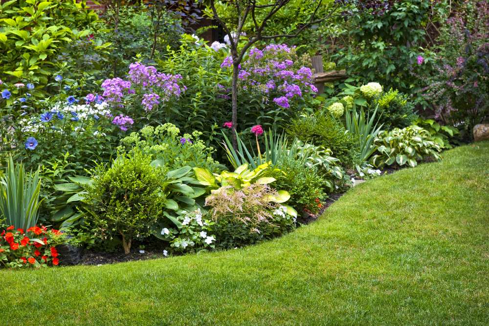 low maintenance plants